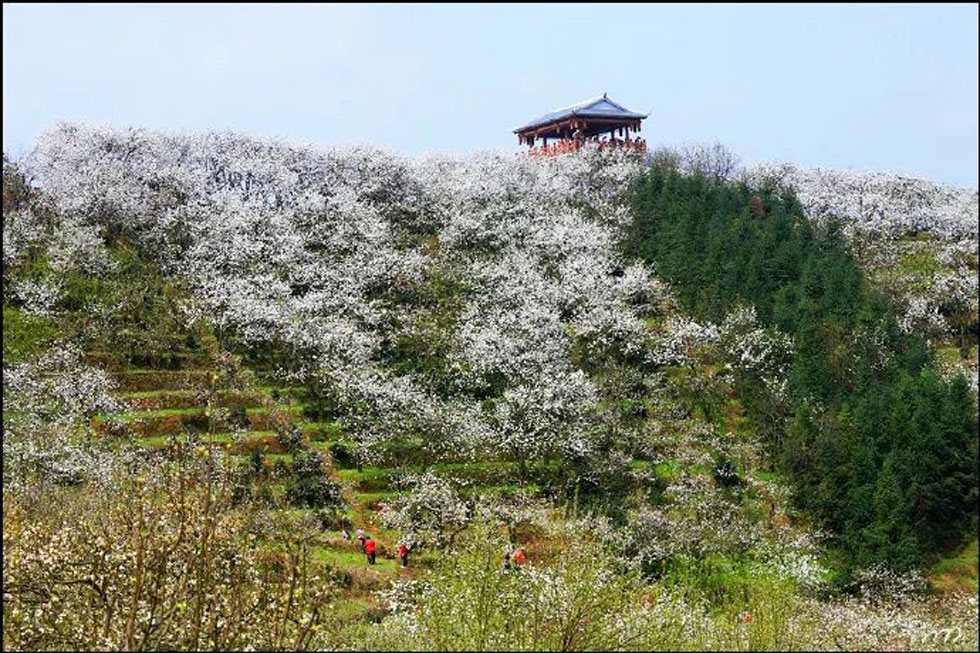 【春天，广西桂林灌阳县向您发出邀请！】我们在灌阳看梨花 - 游山玩水 - 香港生活社区 - 香港28生活网 hk.28life.com