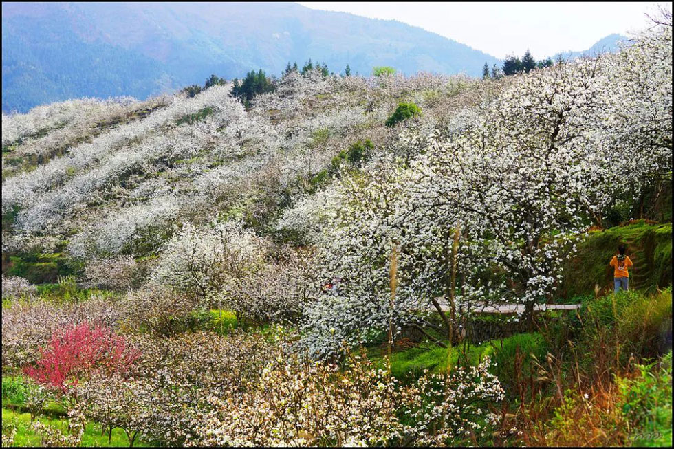 【春天，广西桂林灌阳县向您发出邀请！】我们在灌阳看梨花 - 游山玩水 - 香港生活社区 - 香港28生活网 hk.28life.com