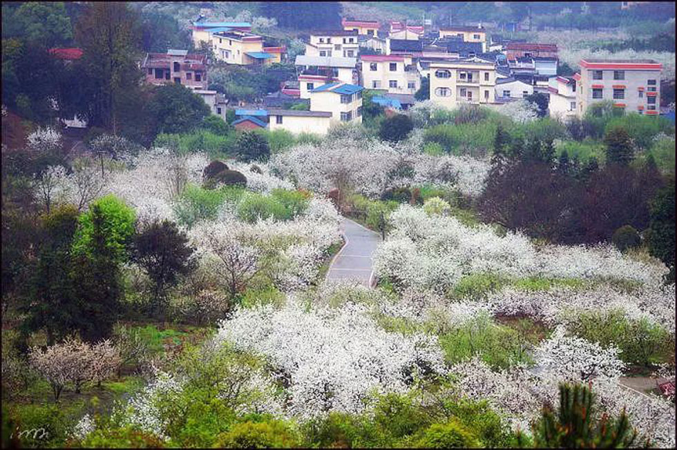 【春天，广西桂林灌阳县向您发出邀请！】我们在灌阳看梨花 - 游山玩水 - 香港生活社区 - 香港28生活网 hk.28life.com