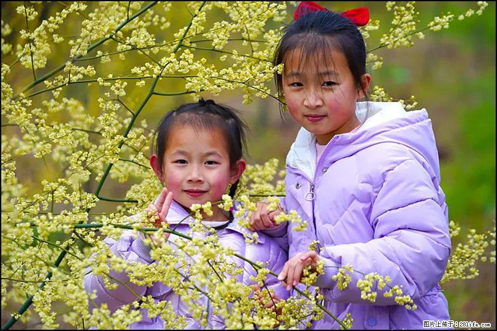 【春天，广西桂林灌阳县向您发出邀请！】米珠山前有片山苍子花在飘香 - 游山玩水 - 香港生活社区 - 香港28生活网 hk.28life.com