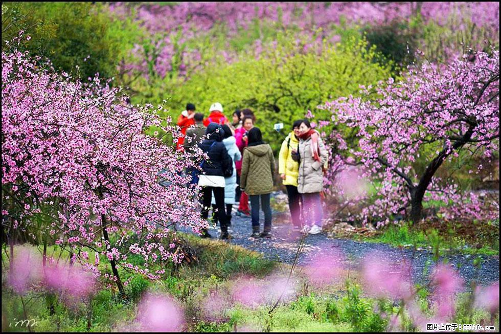 【春天，广西桂林灌阳县向您发出邀请！】官庄村有个醉美的桃花园 - 游山玩水 - 香港生活社区 - 香港28生活网 hk.28life.com