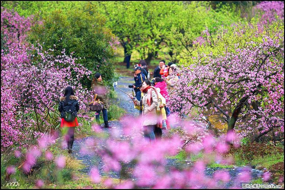 【春天，广西桂林灌阳县向您发出邀请！】官庄村有个醉美的桃花园 - 游山玩水 - 香港生活社区 - 香港28生活网 hk.28life.com