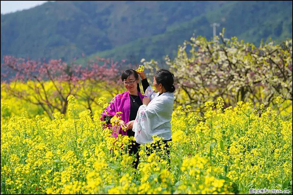 【春天，广西桂林灌阳县向您发出邀请！】长坪村油菜盛情花开 - 游山玩水 - 香港生活社区 - 香港28生活网 hk.28life.com