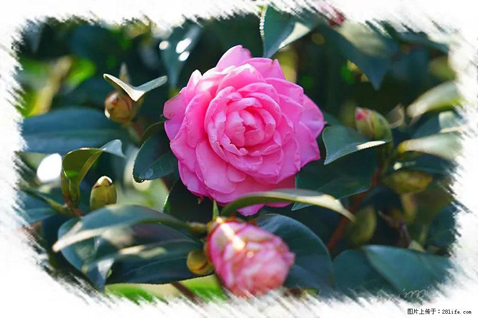 【春天,广西桂林灌阳县向您发出邀请!】杨柳井茶花惹人爱 - 游山玩水 - 香港生活社区 - 香港28生活网 hk.28life.com