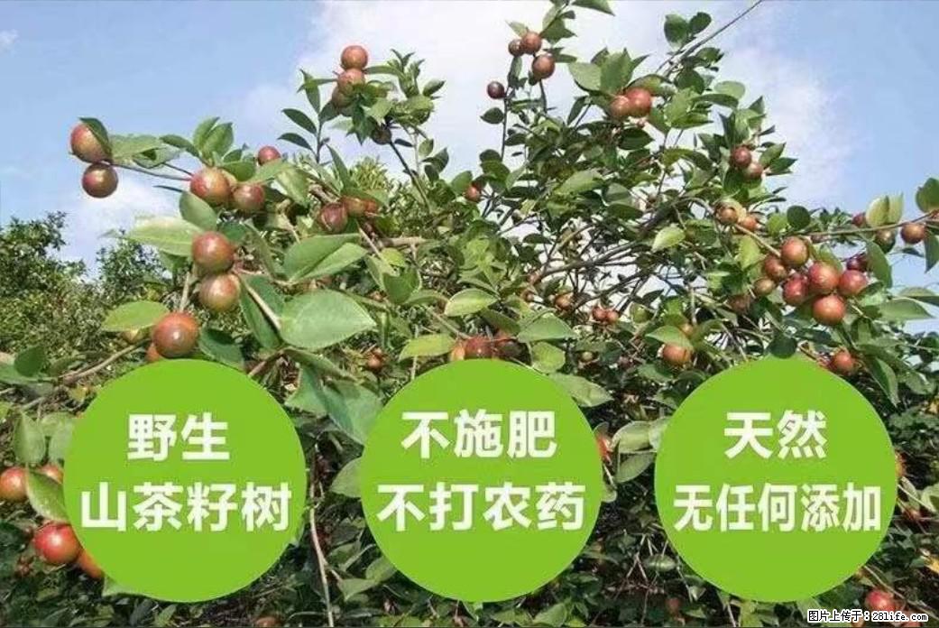 【灌阳县油茶产业示范区】一个有着充实的精神生活的人,对待身外之物自会有一种淡泊的态度 - 美食天地 - 香港生活社区 - 香港28生活网 hk.28life.com