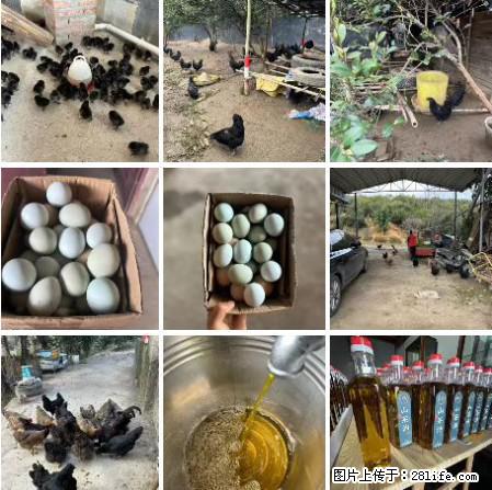 油茶园从小鸡仔开始养起的纯土鸡、土鸡蛋可以预定啦!还有前几天刚榨的纯山茶油哦 - 土特产 - 饮食特产 - 香港分类信息 - 香港28生活网 hk.28life.com