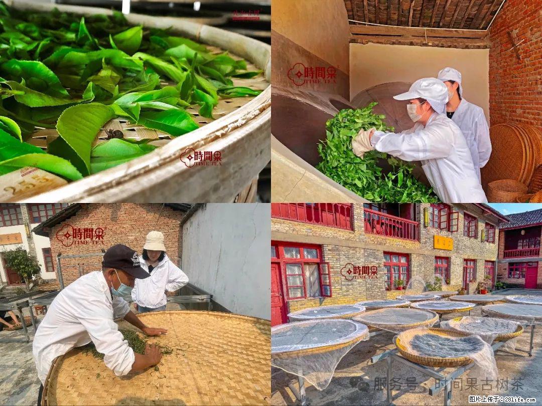 时间果百年古树龙珠普洱生茶 - 购物交流 - 香港生活社区 - 香港28生活网 hk.28life.com