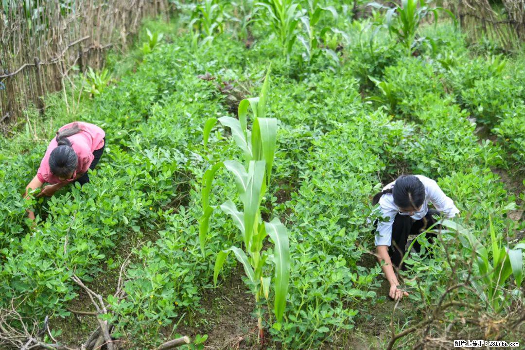全网追的“扁担女孩”,找了一份暑假工,时薪12元 - 香港生活资讯 - 香港28生活网 hk.28life.com