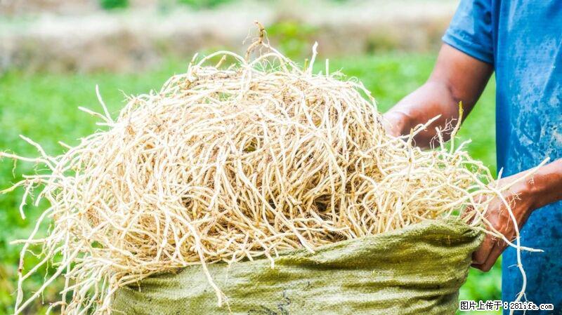 堪称“最难吃”的蔬菜,却是 “抗辐射神器”,还能护肺、清热、止咳化痰! - 香港生活资讯 - 香港28生活网 hk.28life.com