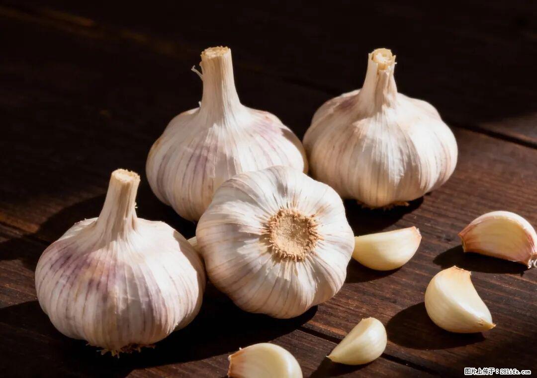 关于大蒜，除了“天然抗生素”，这4个谣言更该警惕! - 香港生活资讯 - 香港28生活网 hk.28life.com