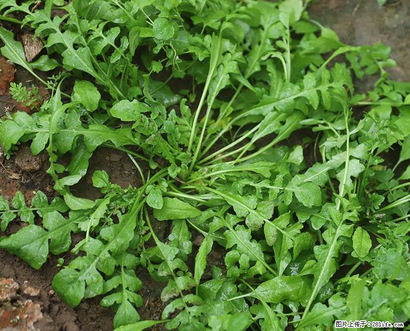 这些蔬菜是“天然钙片”，这6种被医生重点推荐 - 香港生活资讯 - 香港28生活网 hk.28life.com