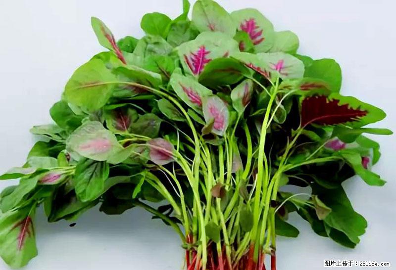 这些蔬菜是“天然钙片”，这6种被医生重点推荐 - 香港生活资讯 - 香港28生活网 hk.28life.com