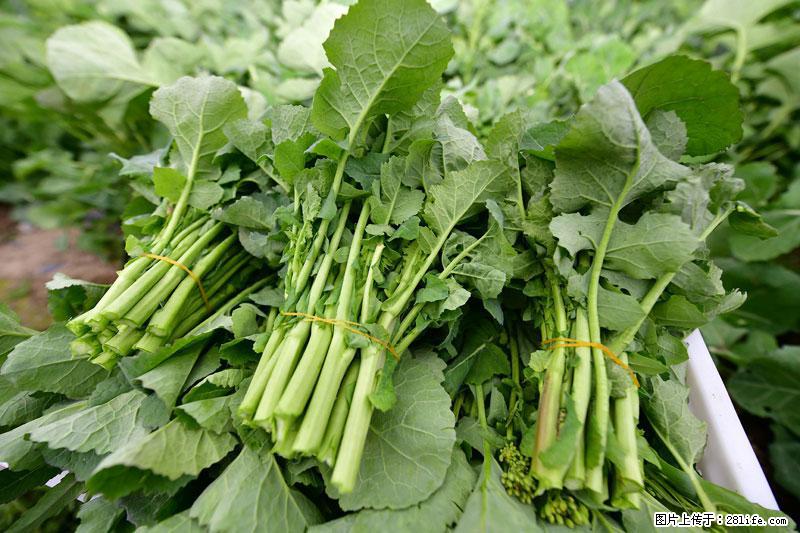 这些蔬菜是“天然钙片”，这6种被医生重点推荐 - 香港生活资讯 - 香港28生活网 hk.28life.com